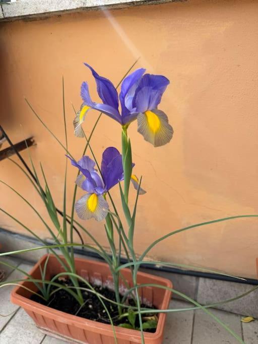 Terrazza Di Antonio Apartamento Roma